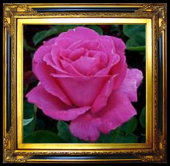 framed  unknow artist Realistic Purple Rose, Ta015-2